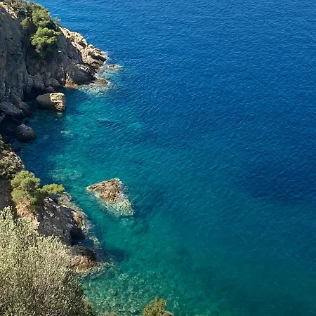 Daisy House Golden Area *